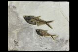 Two, Detailed Fossil Fish (Diplomystus) - Wyoming #151605-1